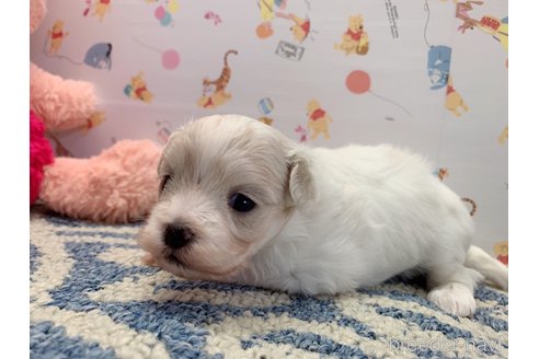 成約済の東京都のミックス犬-324914の12枚目