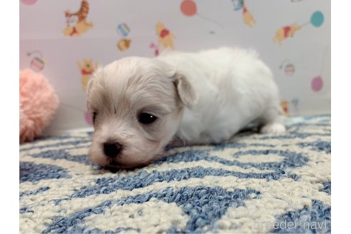 成約済の東京都のミックス犬-324914の13枚目