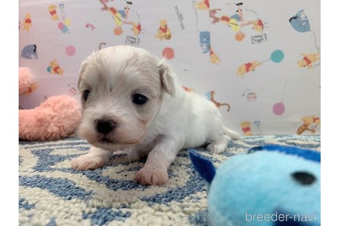 成約済の東京都のミックス犬-324914の14枚目