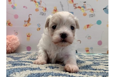 成約済の東京都のミックス犬-324914の15枚目