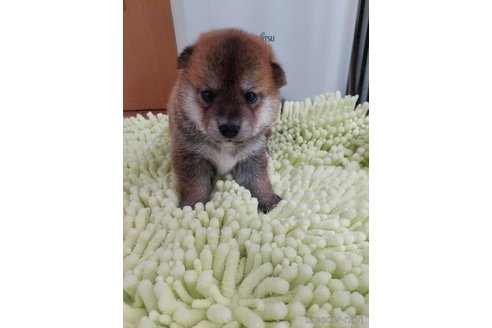 成約済の高知県の豆柴-322972の6枚目