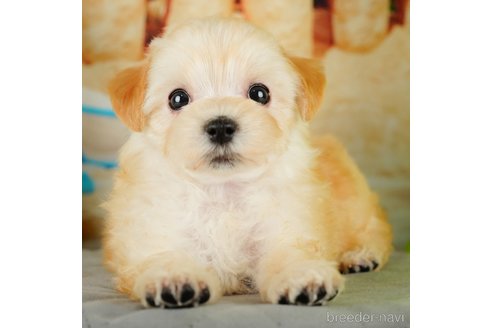 成約済の千葉県のマルプー:マルチーズ×トイプードル-324918の1枚目