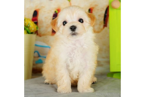 成約済の千葉県のマルプー:マルチーズ×トイプードル-324918の5枚目