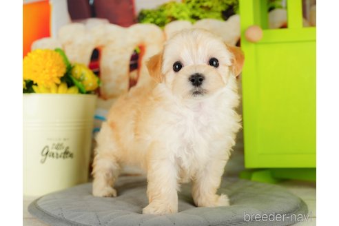 成約済の千葉県のマルプー:マルチーズ×トイプードル-324918の4枚目