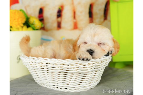 成約済の千葉県のマルプー:マルチーズ×トイプードル-324918の6枚目