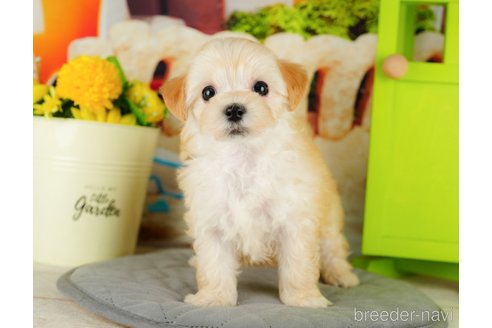 成約済の千葉県のマルプー:マルチーズ×トイプードル-324918の2枚目