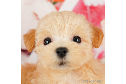 成約済の千葉県のマルプー:マルチーズ×トイプードル-324919の1枚目