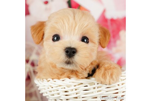 成約済の千葉県のマルプー:マルチーズ×トイプードル-324919の2枚目