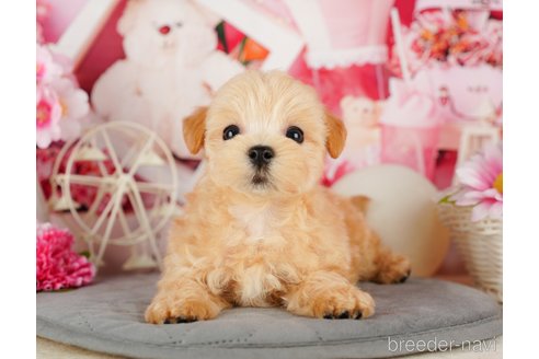 成約済の千葉県のマルプー:マルチーズ×トイプードル-324919の3枚目