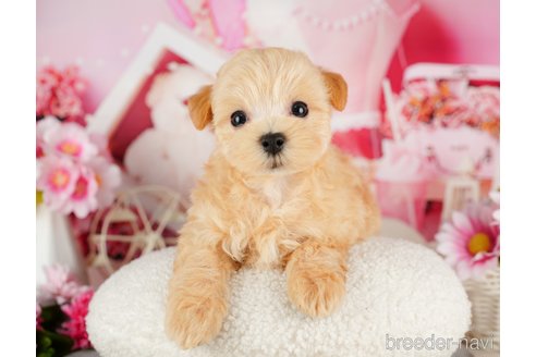 成約済の千葉県のマルプー:マルチーズ×トイプードル-324919の5枚目