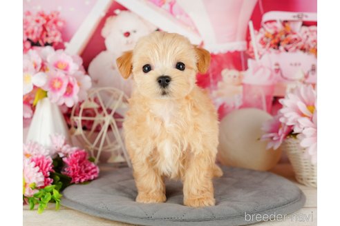 成約済の千葉県のマルプー:マルチーズ×トイプードル-324919の4枚目