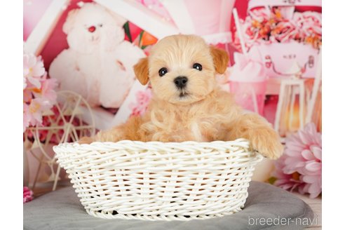 成約済の千葉県のマルプー:マルチーズ×トイプードル-324919の6枚目