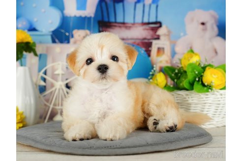 成約済の千葉県のマルプー:マルチーズ×トイプードル-324920の5枚目