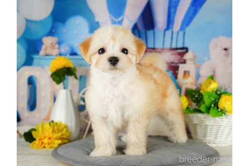 成約済の千葉県のマルプー:マルチーズ×トイプードル-324920の8枚目