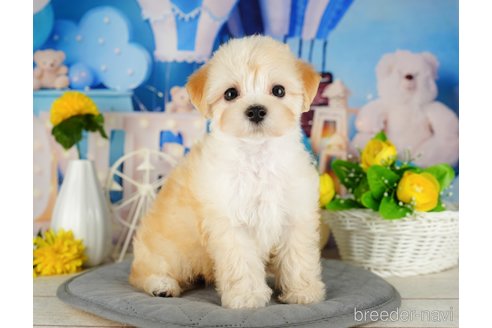 成約済の千葉県のマルプー:マルチーズ×トイプードル-324920の4枚目