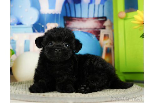 成約済の千葉県のチワプー:チワワ×トイプードル-324926の12枚目