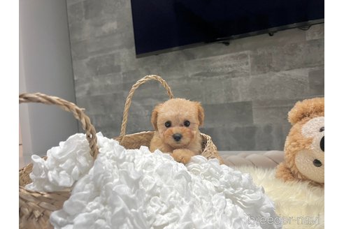 成約済の滋賀県のタイニープードル-324931の5枚目