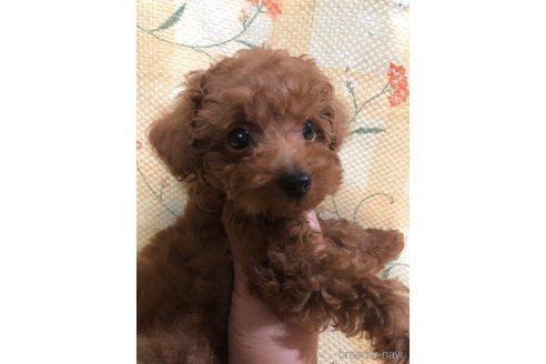 成約済の兵庫県のトイプードル-319019の6枚目