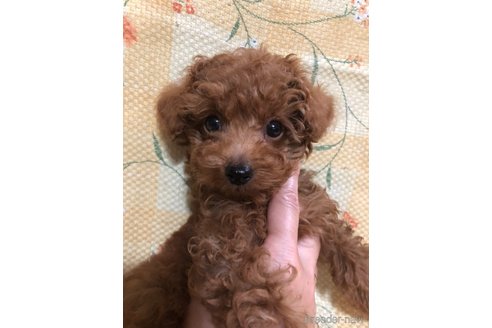 成約済の兵庫県のトイプードル-319019の1枚目