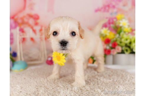 成約済の千葉県のミックス犬-324959の6枚目