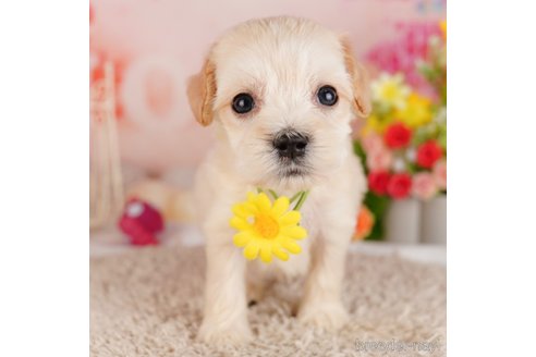 成約済ののミックス犬-324959