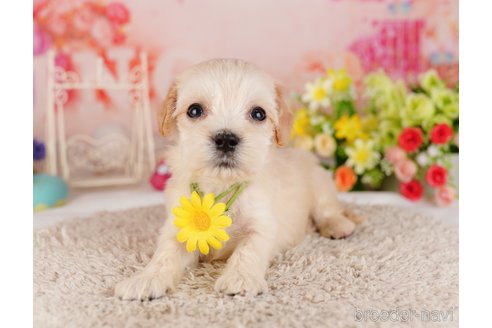成約済の千葉県のミックス犬-324959の7枚目