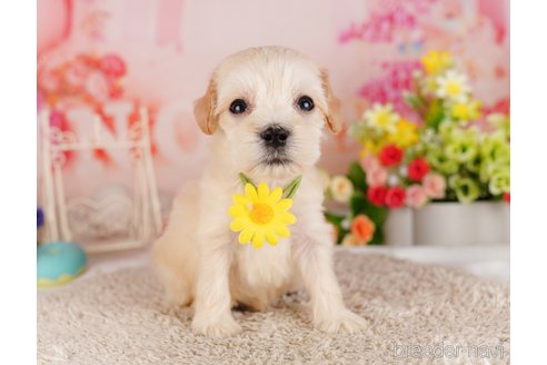 成約済の千葉県のミックス犬-324959の5枚目