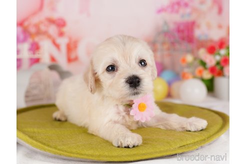 成約済の千葉県のミックス犬-324964の5枚目