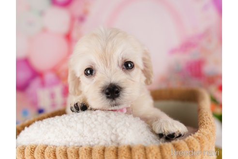 成約済の千葉県のミックス犬-324964の1枚目