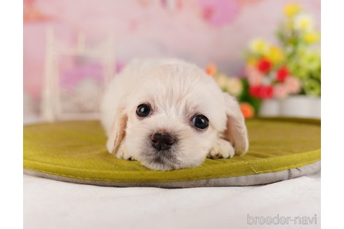 成約済の千葉県のミックス犬-324968の1枚目
