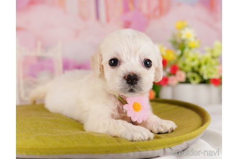 成約済の千葉県のミックス犬-324968の5枚目