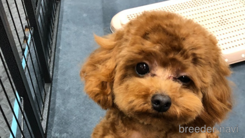 きいちゃん1枚目