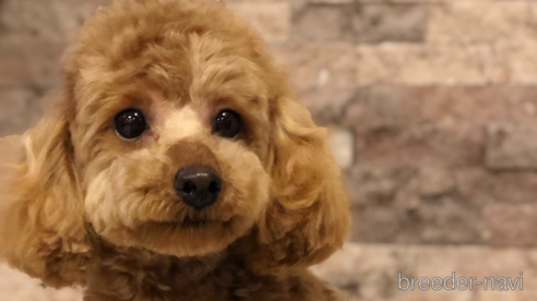 メルちゃん1枚目