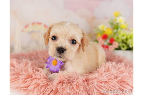 成約済の東京都のミックス犬-324987の1枚目