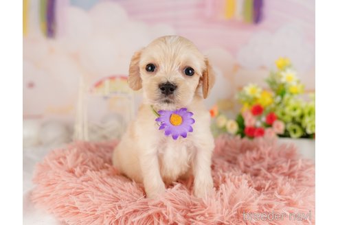 成約済の東京都のミックス犬-324987の4枚目