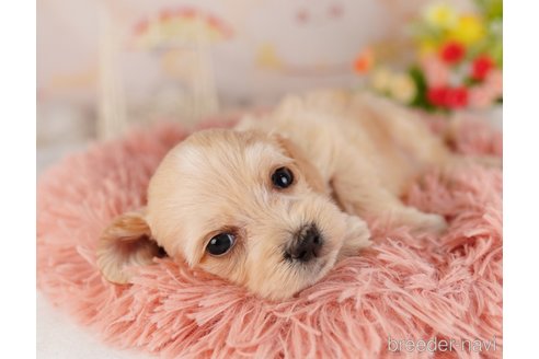 成約済の東京都のミックス犬-324987の5枚目