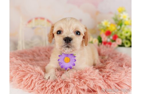 成約済の東京都のミックス犬-324987の6枚目