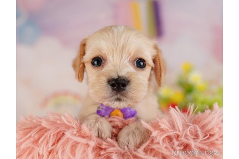 成約済の東京都のミックス犬-324987の3枚目