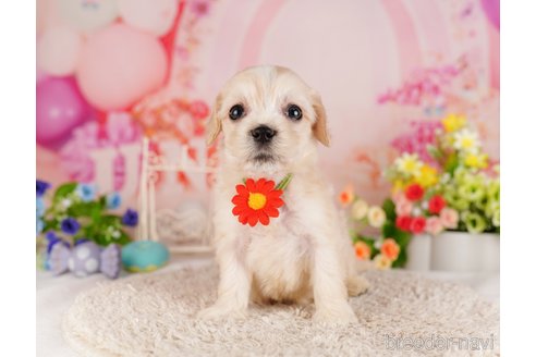 成約済の東京都のミックス犬-324988の5枚目