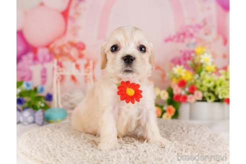 成約済の東京都のミックス犬-324988の3枚目