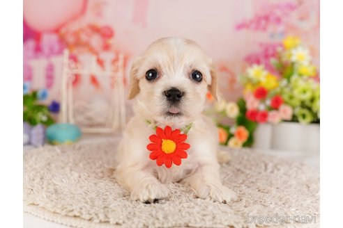 成約済の東京都のミックス犬-324988の4枚目