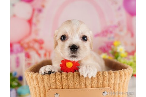 成約済の東京都のミックス犬-324988の1枚目