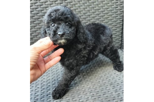 成約済の岐阜県のミックス犬-324995