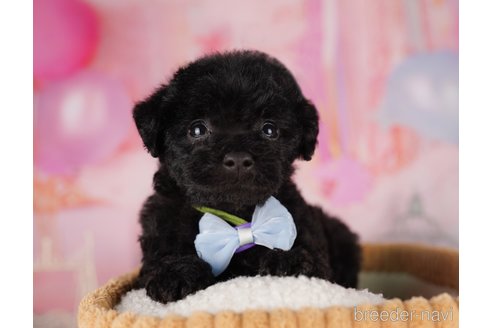 成約済の東京都のミックス犬-324994の1枚目