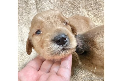 成約済の東京都のミックス犬-324999の3枚目