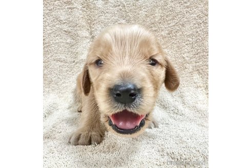 成約済の東京都のミックス犬-325000の6枚目