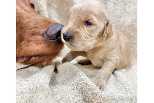 成約済の東京都のミックス犬-325000の5枚目