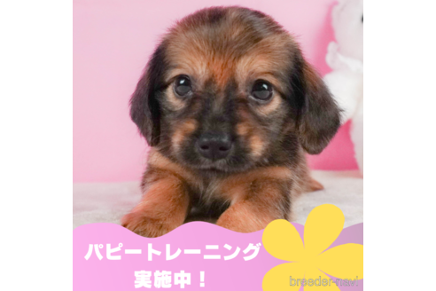 成約済の静岡県のチワックス:チワワ×ミニチュアダックスフンド-325006の1枚目