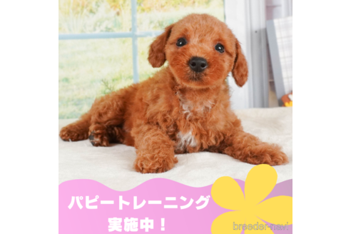 成約済ののトイプードル-325008