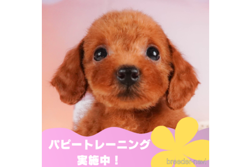 成約済の静岡県のトイプードル-325009の1枚目